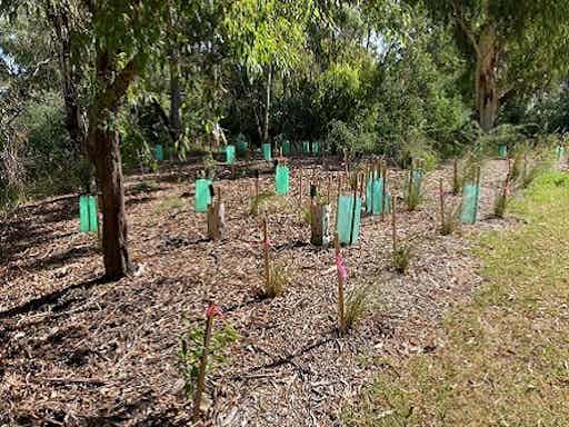 Community Planting Day