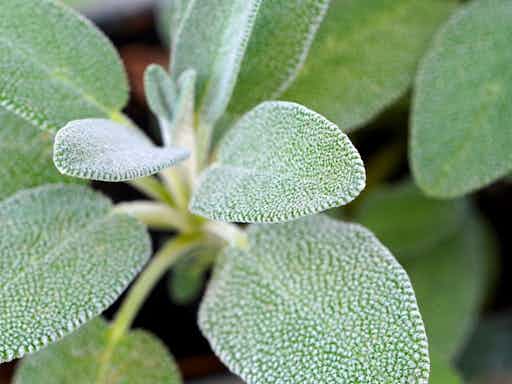 Growing your own Herbs and Teas