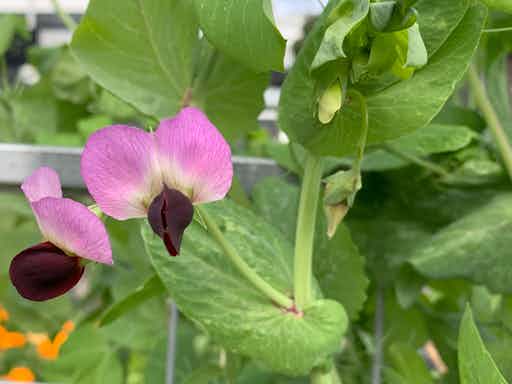 Crop Rotation and the Role of Legumes