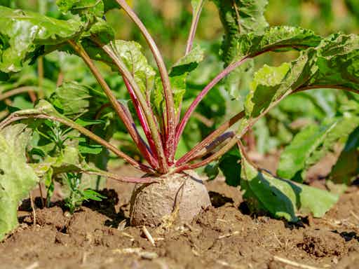 Mastering Roots and Beets
