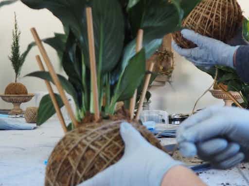 Kokedama Workshop @ Rodilesa | Create Your Own Moss Ball