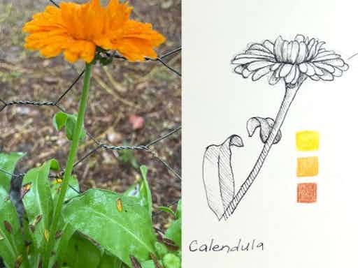 Garden Journaling Series | Observe, Sketch & Connect