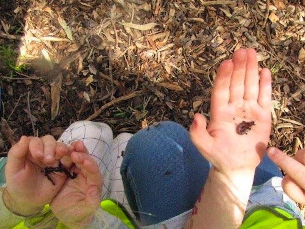 Worms & Mini-beasts