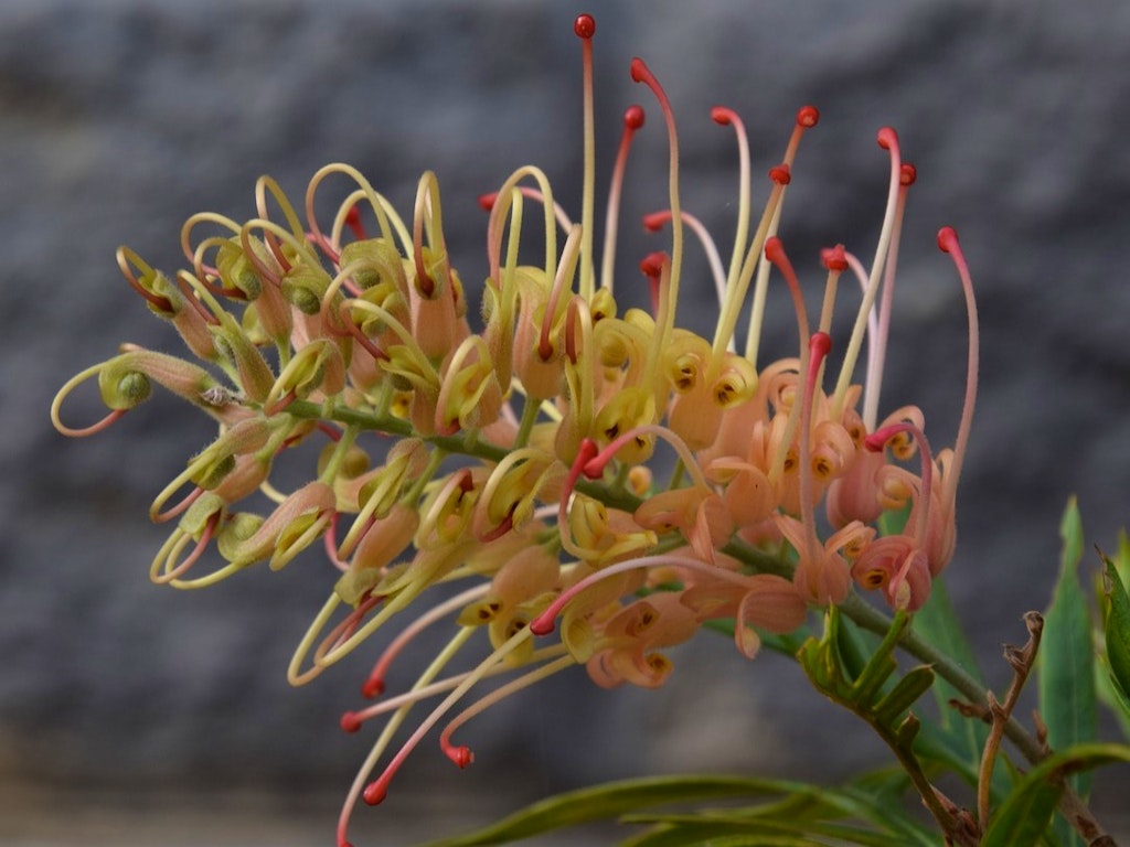 melaleuca flower-3862747_1280