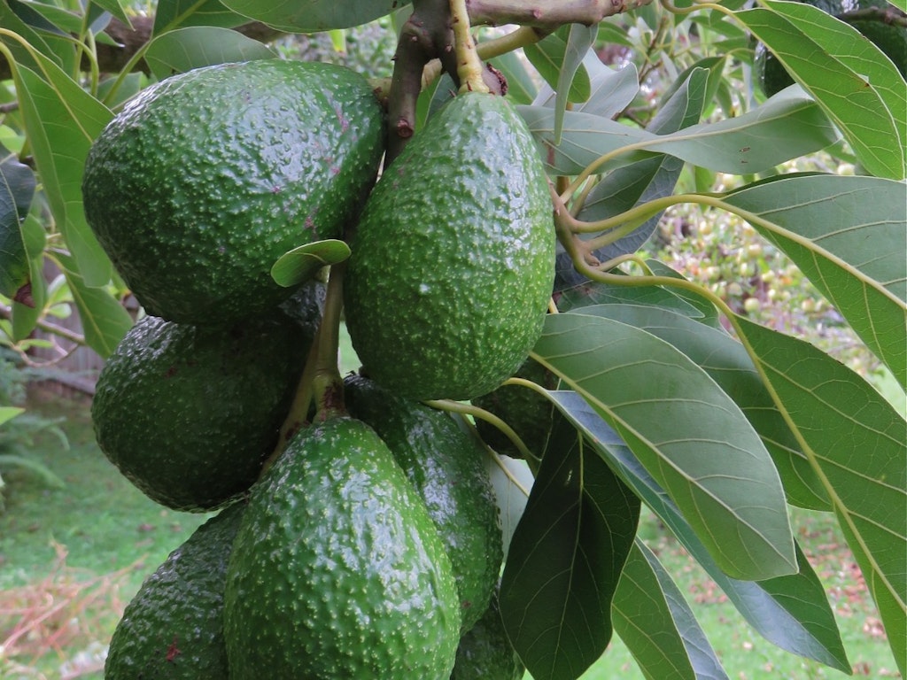 avocado-g8f1eda5f3_1920