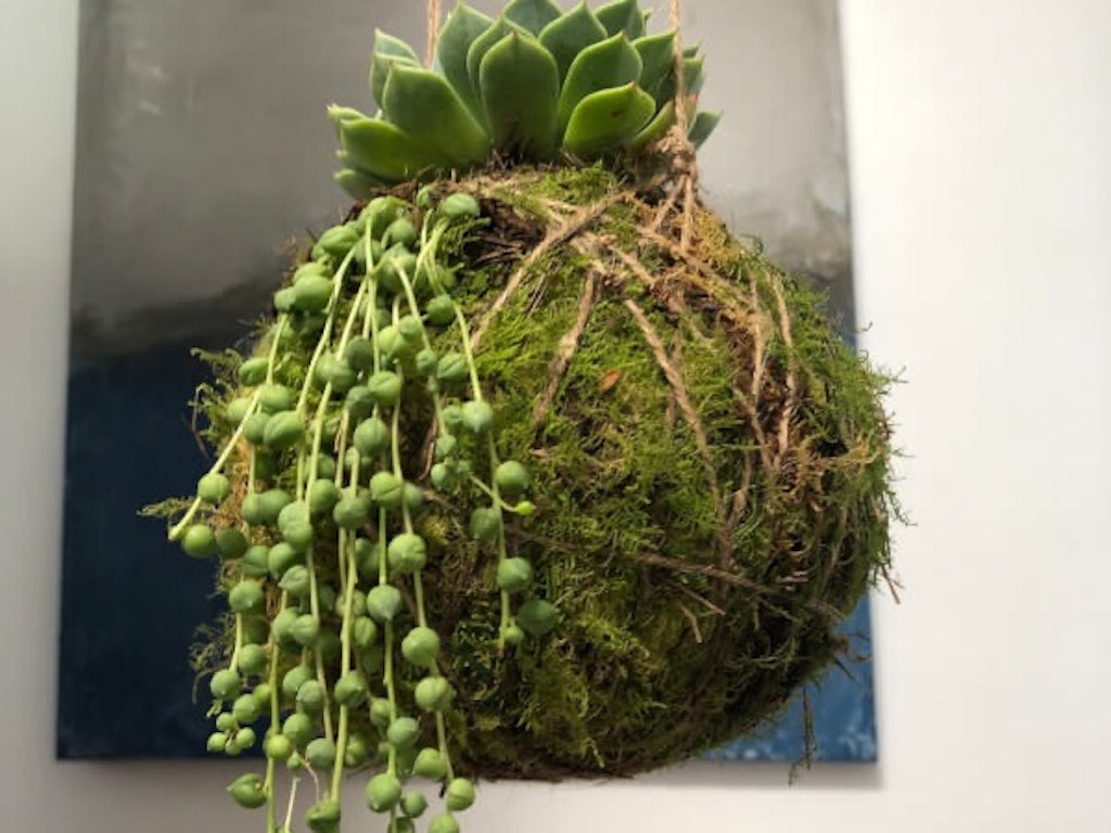 Terrarium Kokedama Floristry Workshop | WeTeachMe