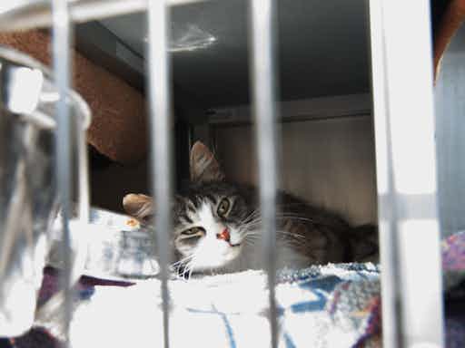 Adopting Cats Rspca Home Visit Cat Stray Cats Rspca Cat Adoption