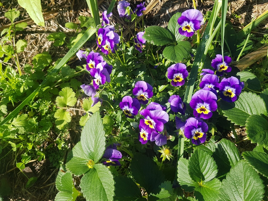 Planting techniques in your vegetable garden