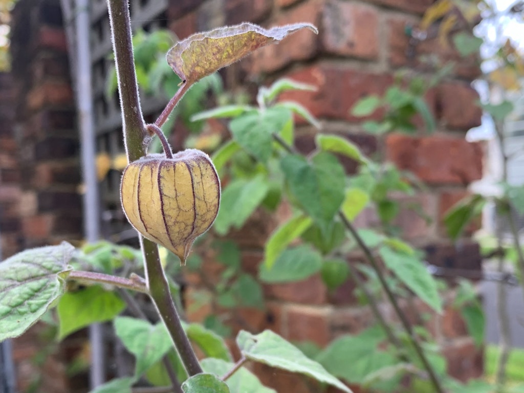 Perennial Edibles in Building Soil Health