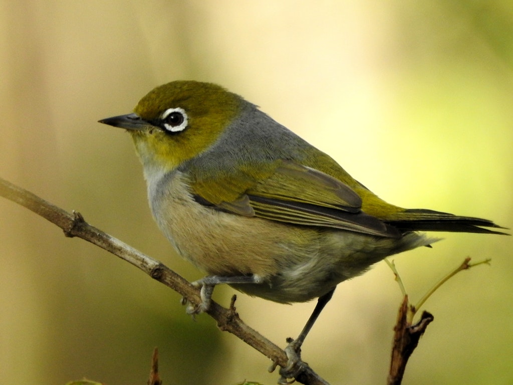 Intro to Attracting Wildlife to Your Garden