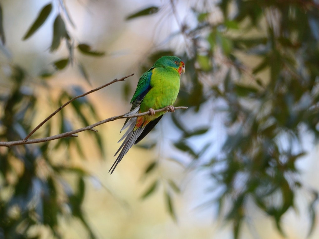 Bird Walks, Woodridge Linear Reserve - Nillumbik Environment