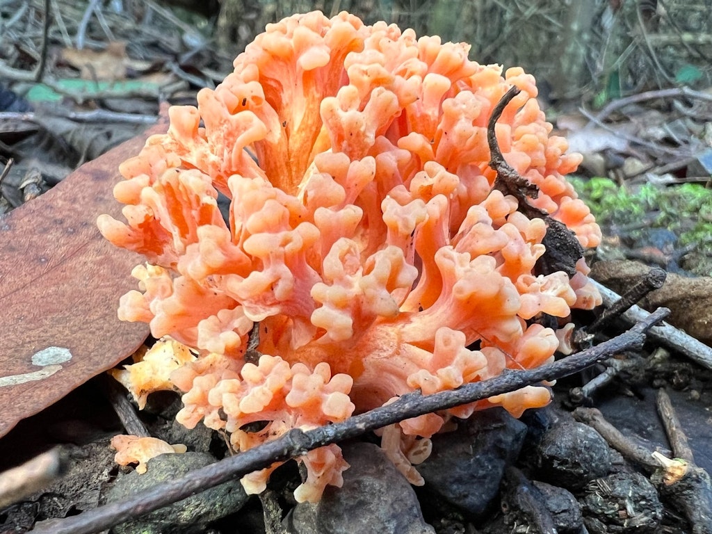Youth Fungi Foray: Learn Mushroom ID (Panton Hill)