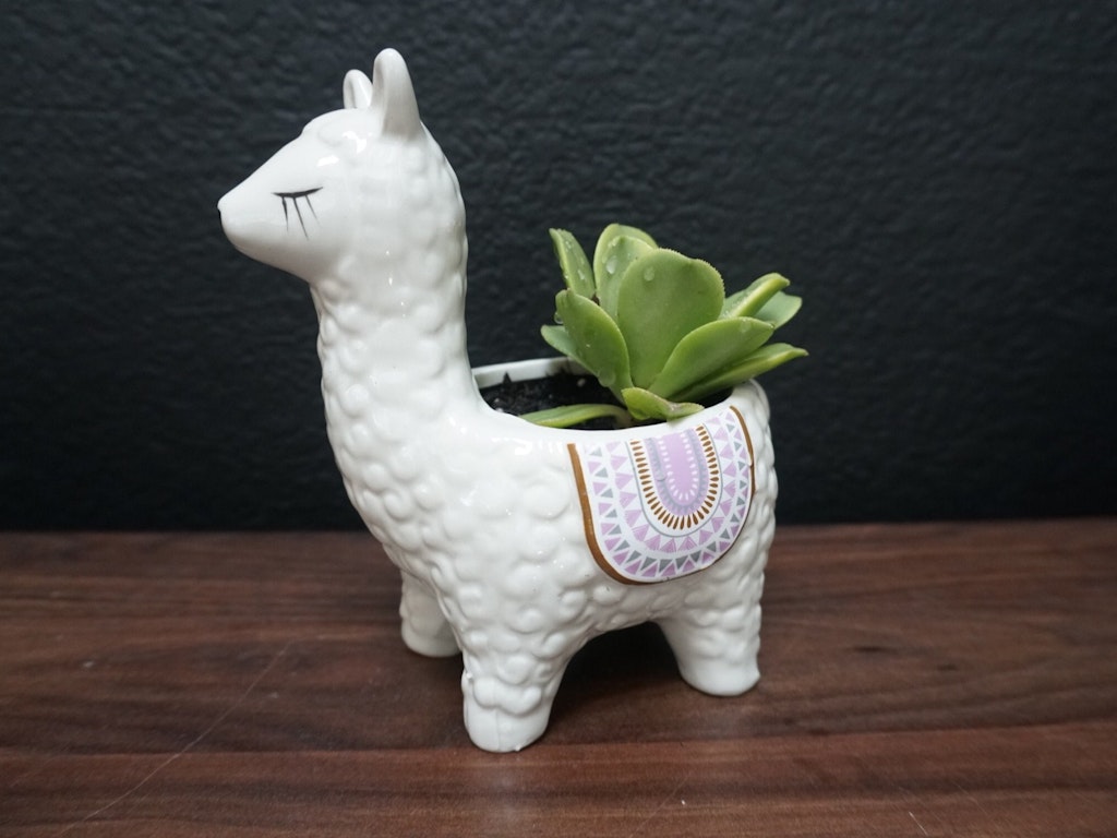 CLAY: Quirky Clay Plant Pots with succulents.