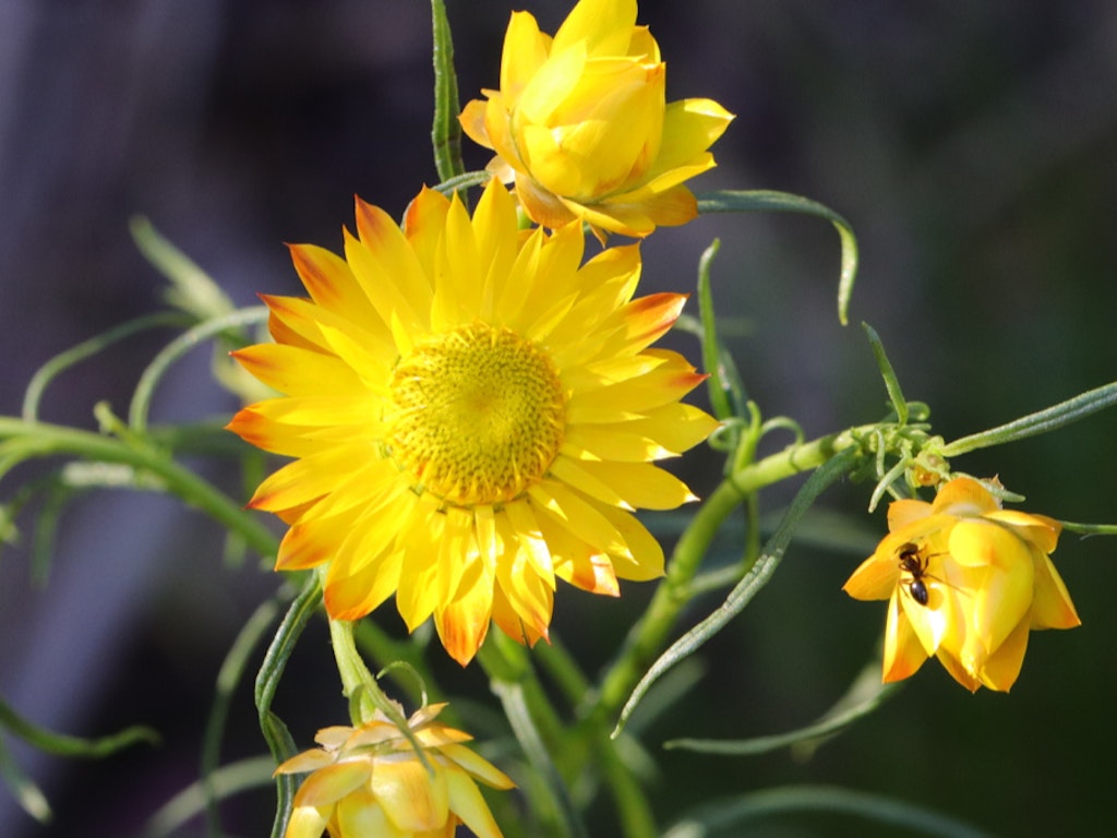 Plant Me Instead: Native Gardens & Weed ID (Nillumbik)
